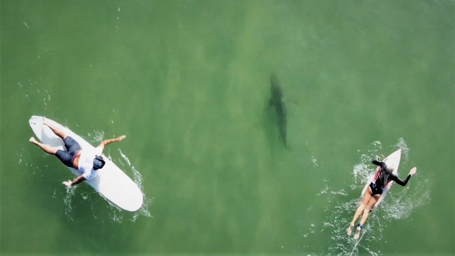 Une Jeune Surfeuse Mordue Par Un Requin En Floride Surf Session