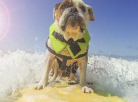 Une compétition de surf canine à Biarritz