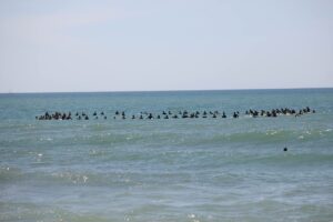 Sables d’Olonne : l’hommage des surfeurs à Tom