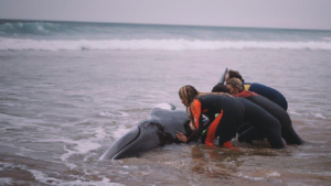 Des surfeurs basques sauvent une baleine