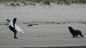 Nouvelle-Zélande : quand les phoques attaquent !