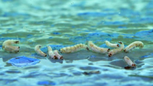 Australie : les asticots envahissent les plages !