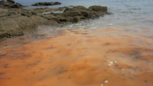 Marée orange sur des plages bretonnes