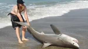 Un requin blanc sauvé de justesse