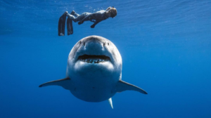 Un requin blanc de 2,5 tonnes se balade à Hawaii