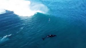 Ils surfent avec les dauphins… et une baleine !