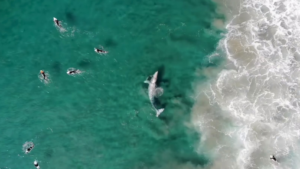 Surfer avec une baleine, c’est pas banal !