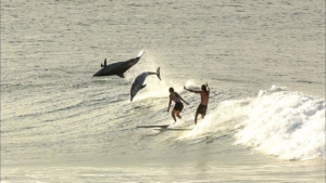 Les dauphins ont régalé les surfeurs de Byron Bay