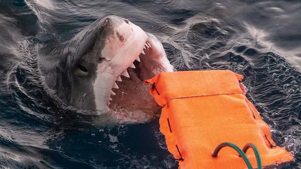 Une combinaison de plongée résistant aux requins pourrait sauver des vies